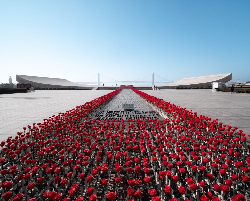 a long row of red flowers sitting on top of a cement floor