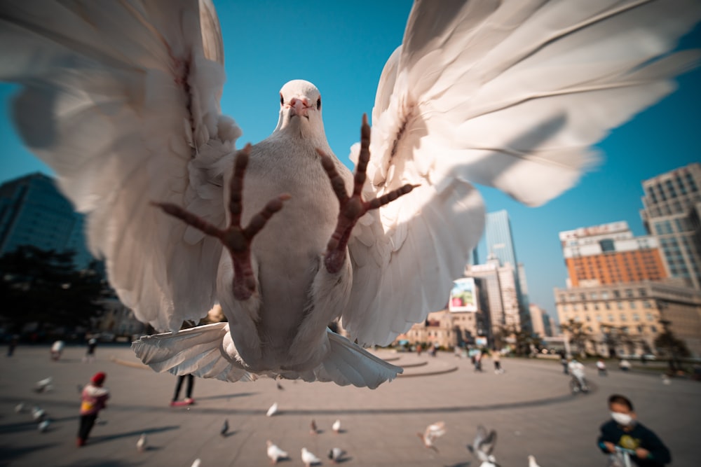 a white bird with its wings spread wide open