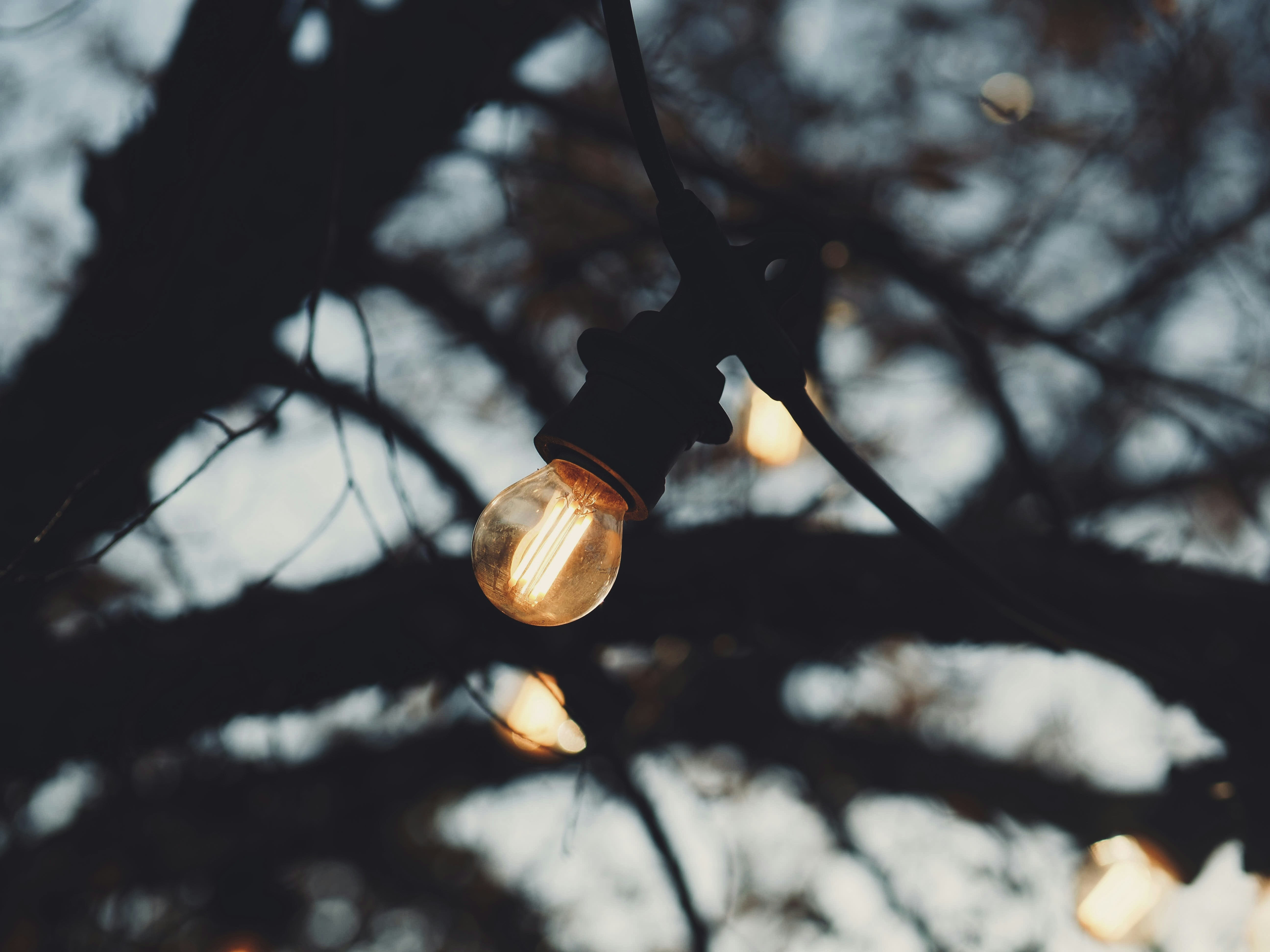 a bunch of light bulbs hanging from a tree