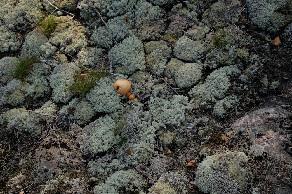 a mushroom sitting on top of a patch of moss