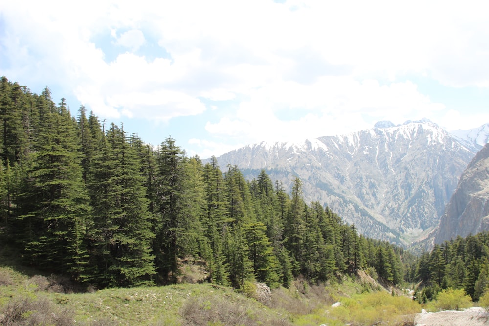 a view of a mountain range with trees in the foreground