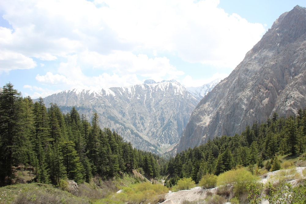 a view of a mountain range with trees in the foreground