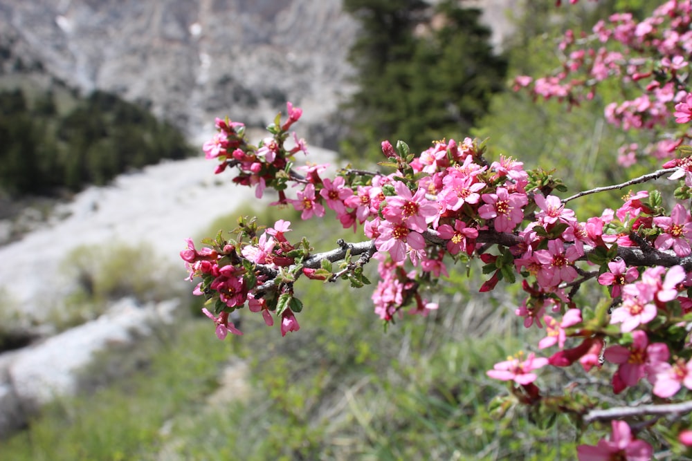 pink flowers are blooming on a mountain side