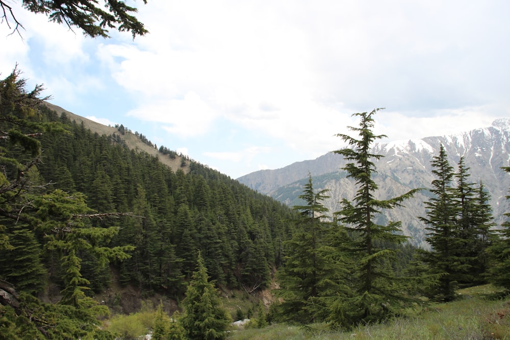 a forest filled with lots of green trees