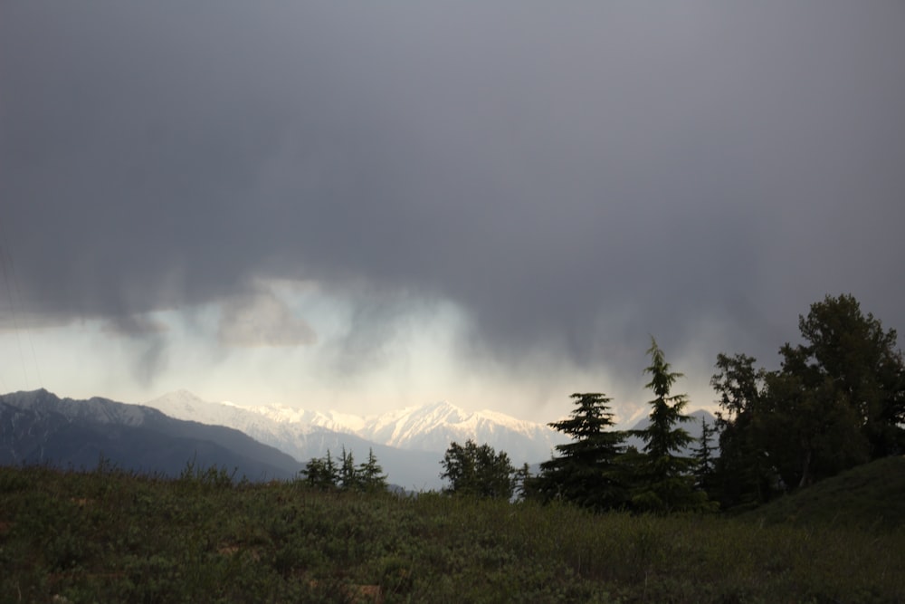 a field with trees and mountains in the background