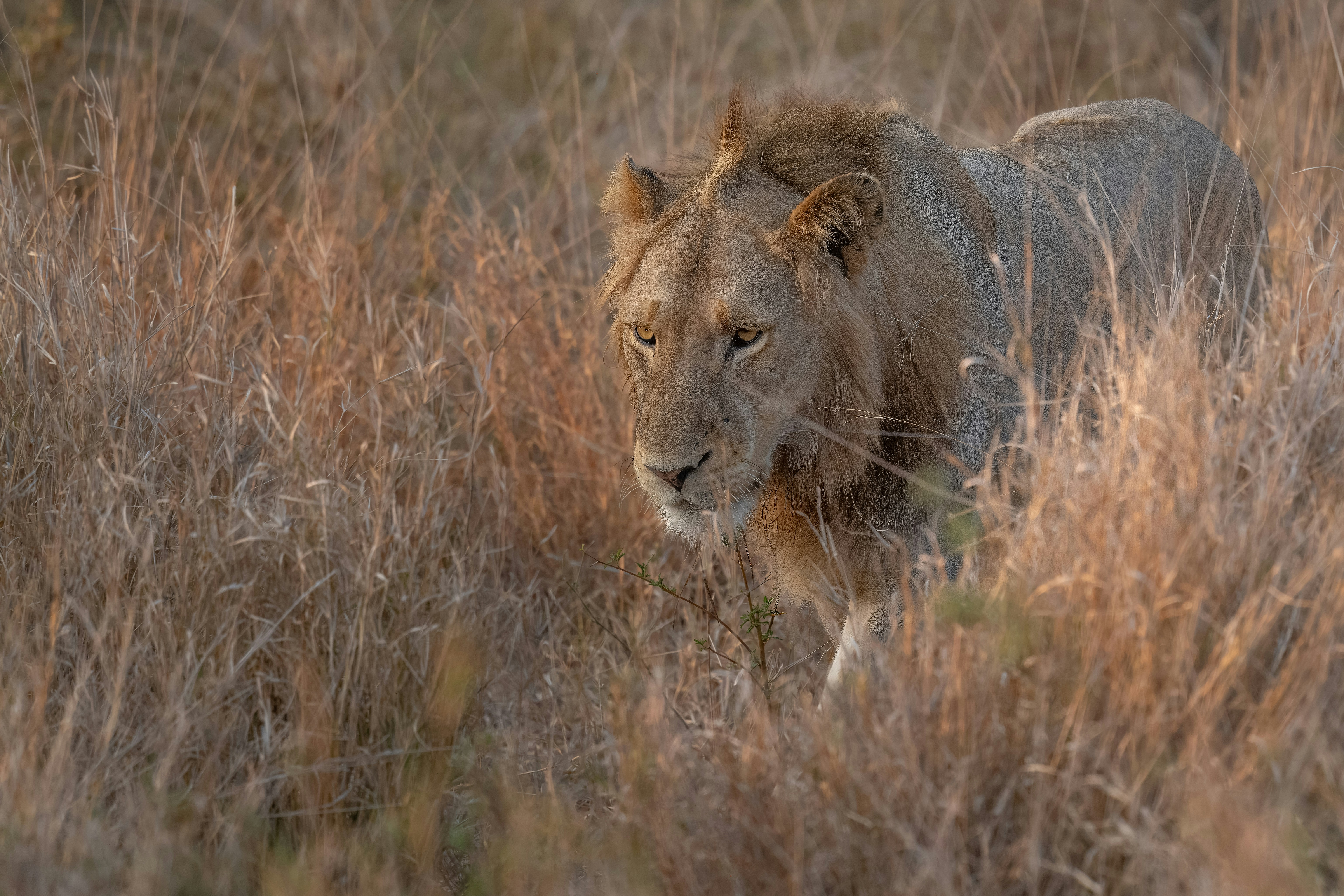 a lion walking through a dry grass field