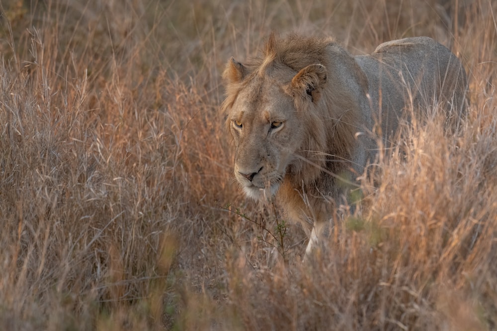 a lion walking through a dry grass field