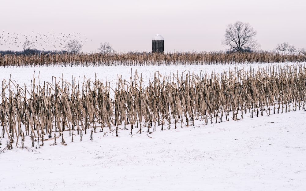 a snow covered field with a bunch of dead plants