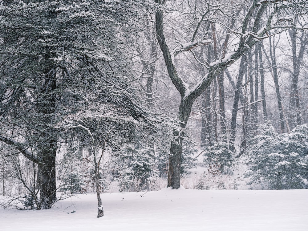 a person walking through a snow covered forest