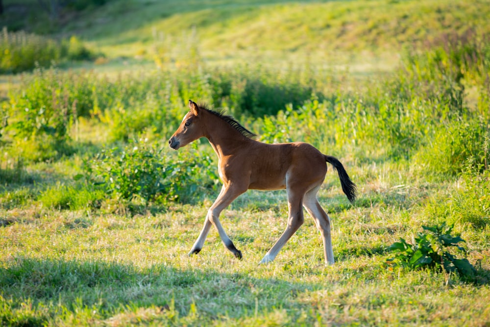 a small horse running through a grassy field