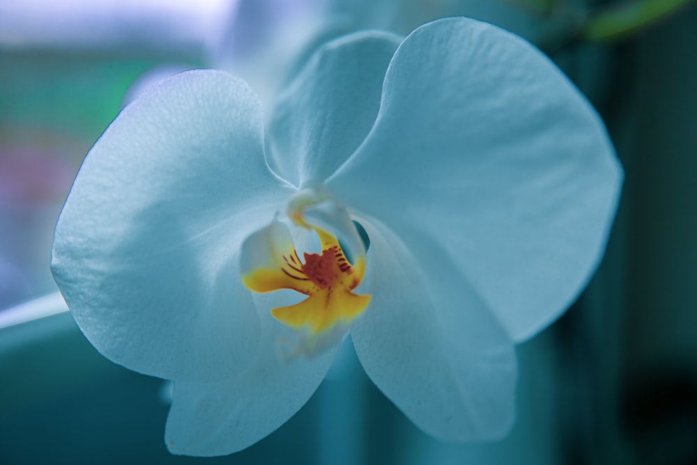 a close up of a flower with a blurry background