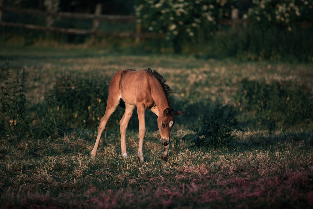 a brown horse grazing in a grassy field