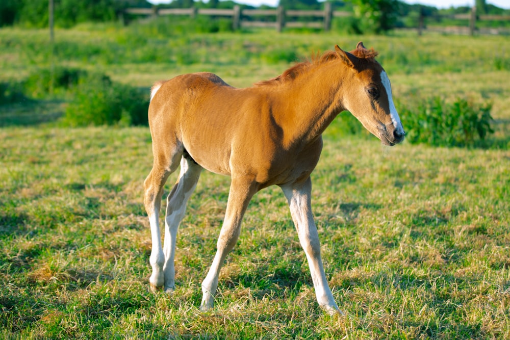 a brown horse standing on top of a lush green field