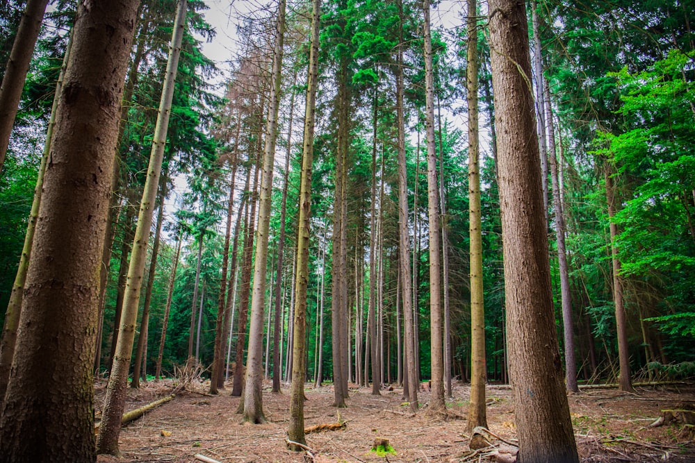 a forest filled with lots of tall trees