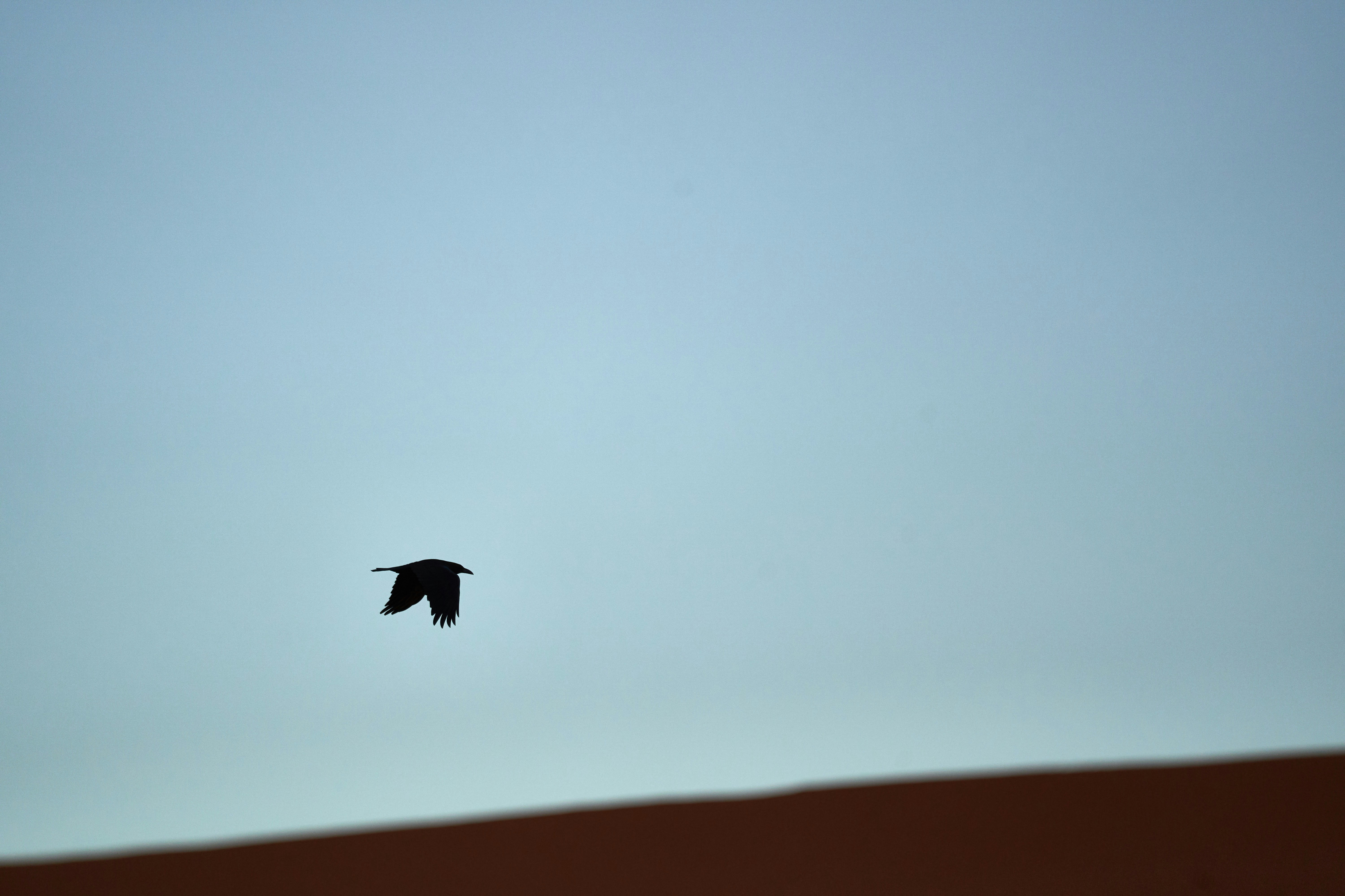 Bird silhouette