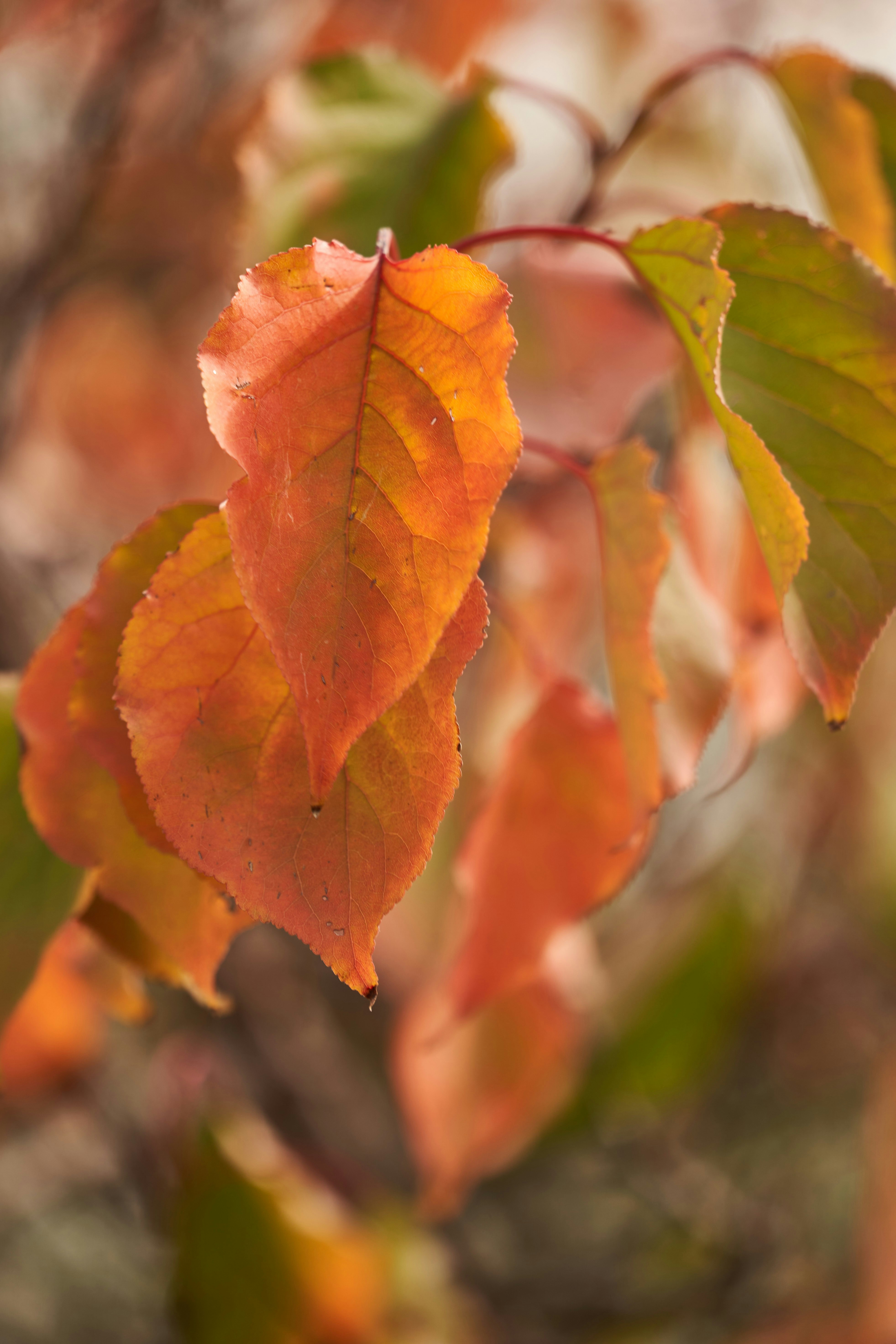 Photo by wolfgang_hasselmann