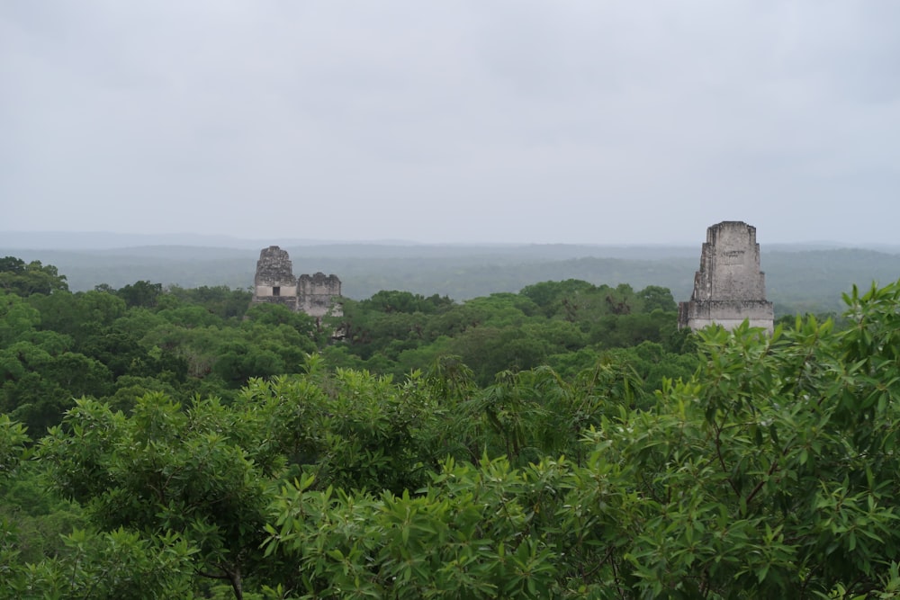 a view of the jungle from the top of a hill