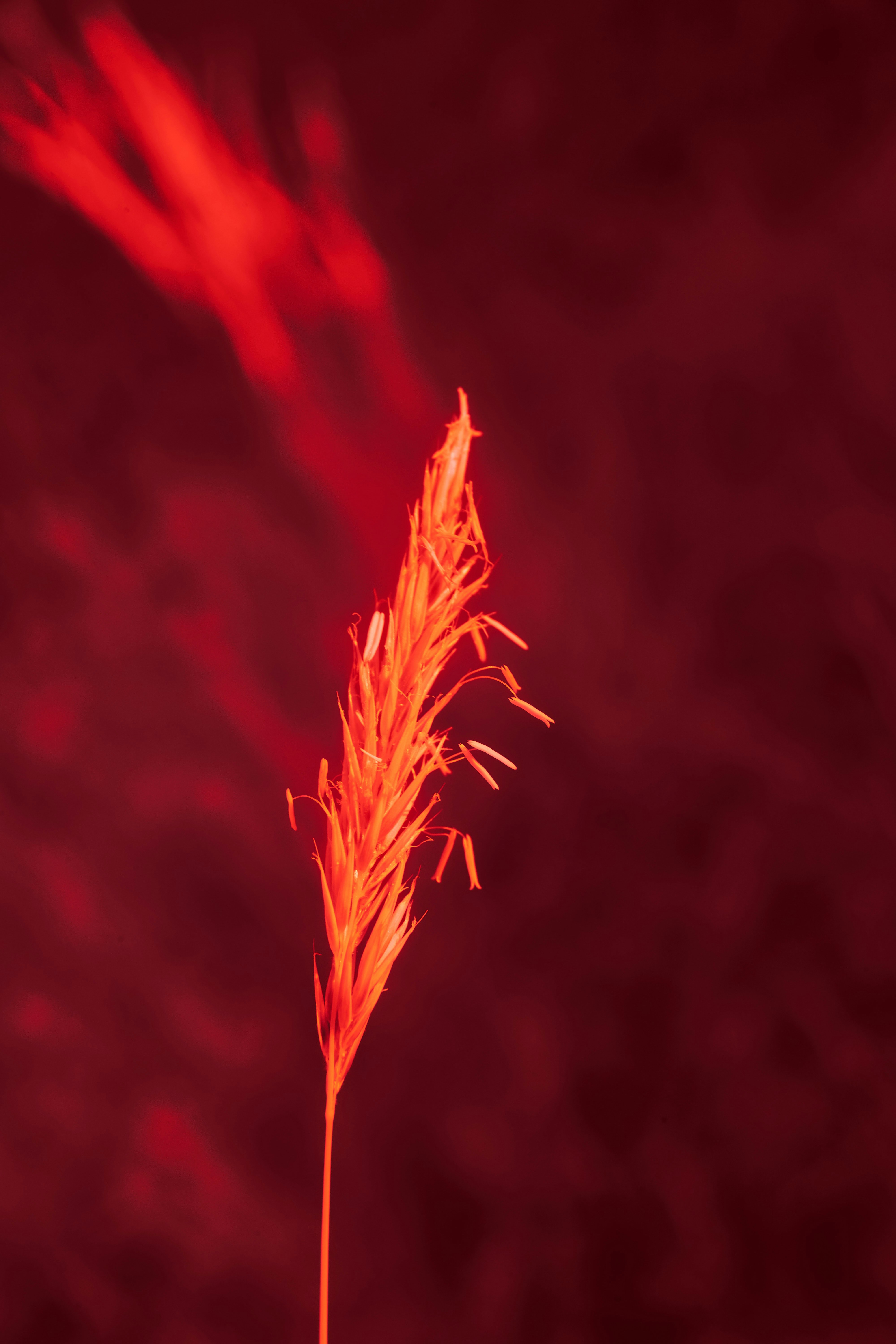 Photo by wolfgang_hasselmann