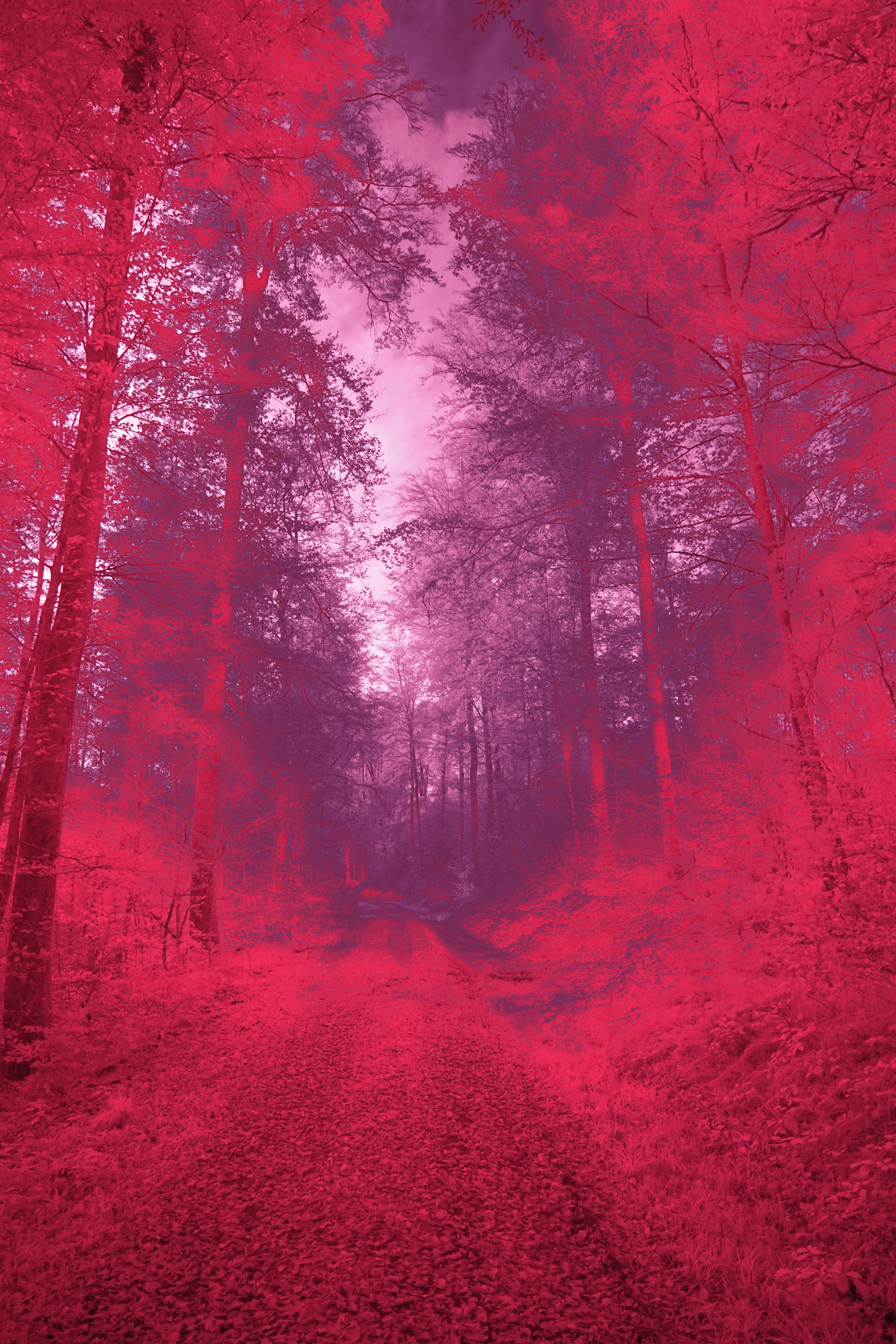 Photo by wolfgang_hasselmann