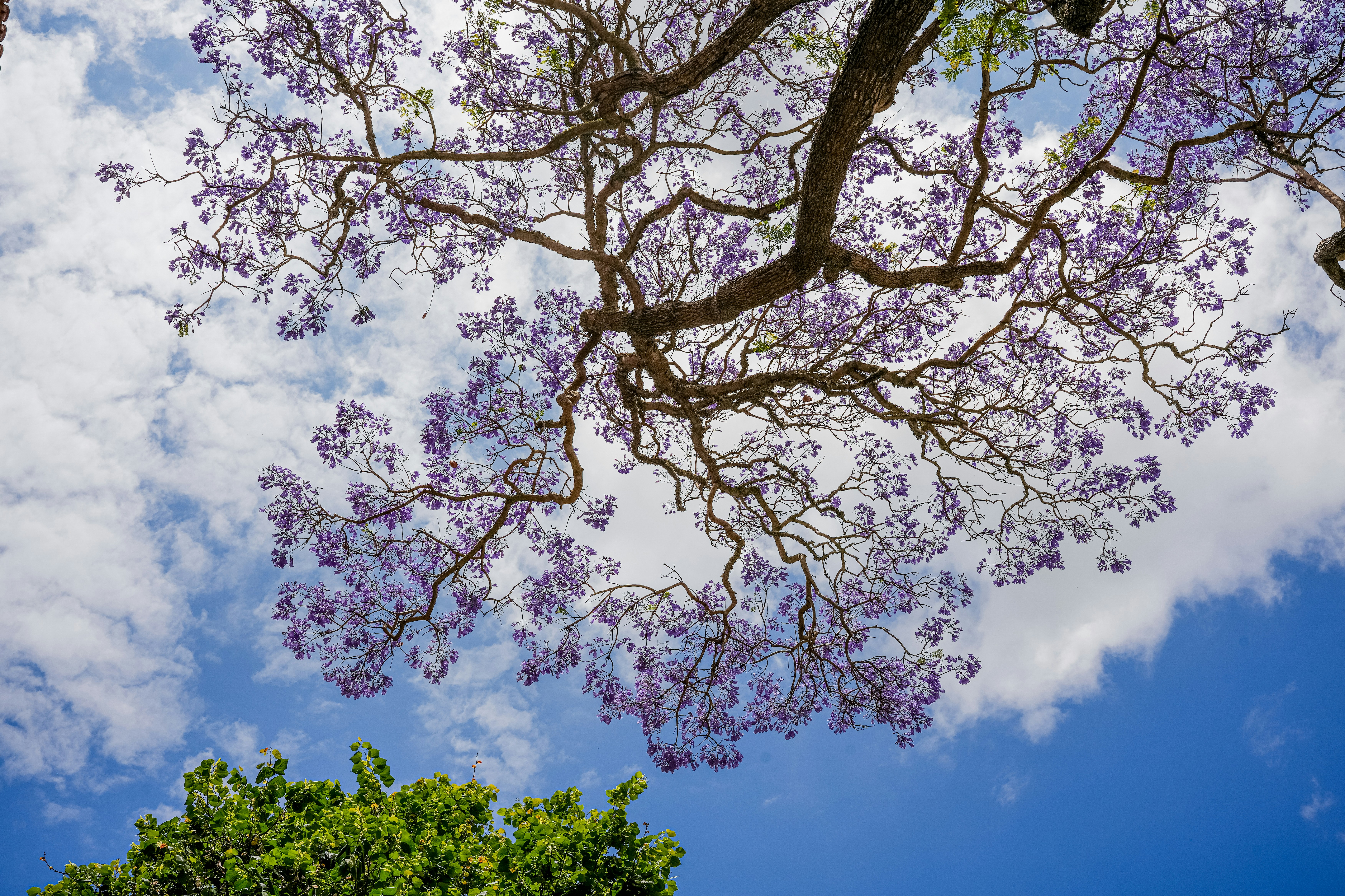 a tree with purple flowers in front of a blue sky