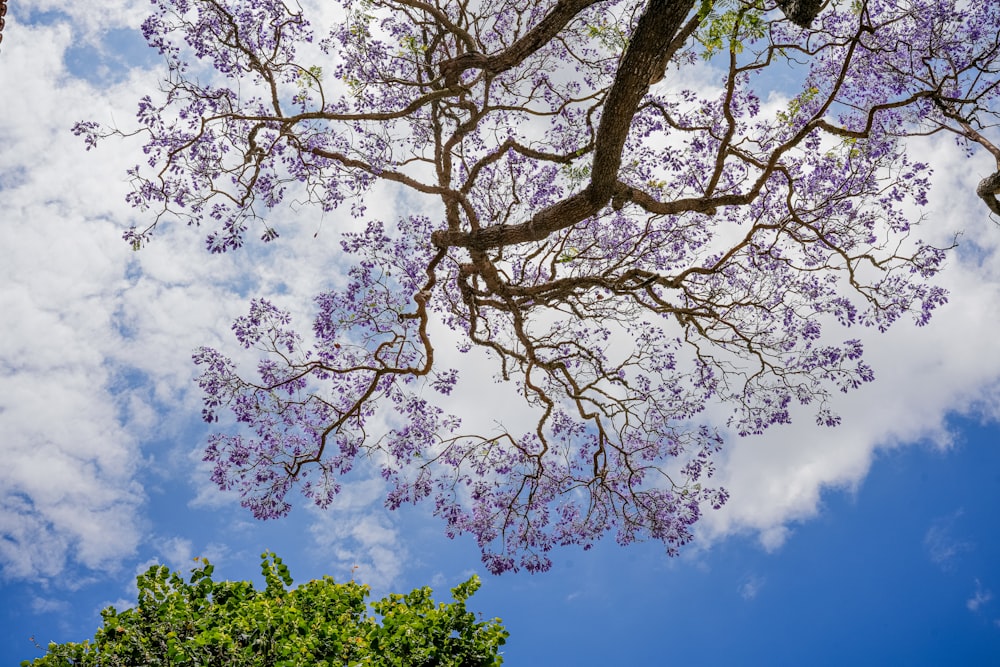 a tree with purple flowers in front of a blue sky