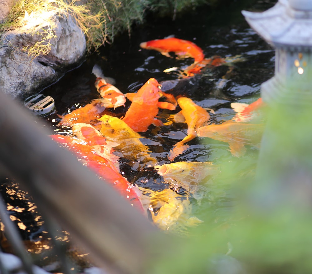 a group of orange and yellow fish swimming in a pond