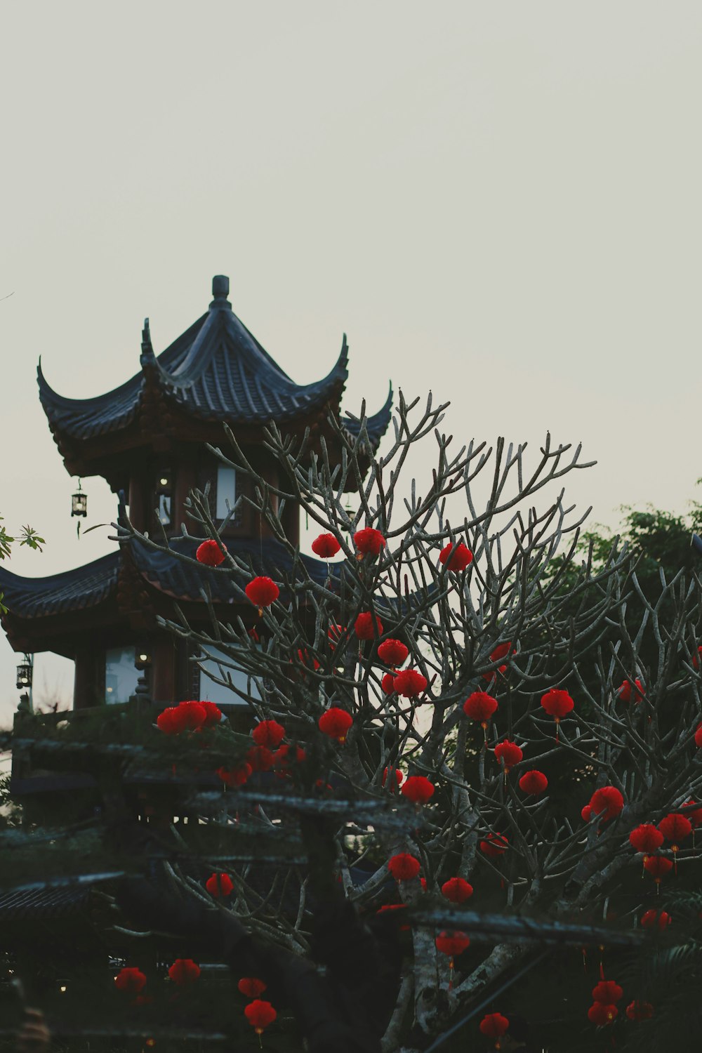 a tree with red flowers in front of a building