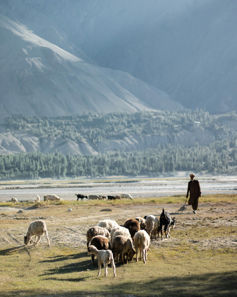 um rebanho de ovelhas e cabras pastando em um campo