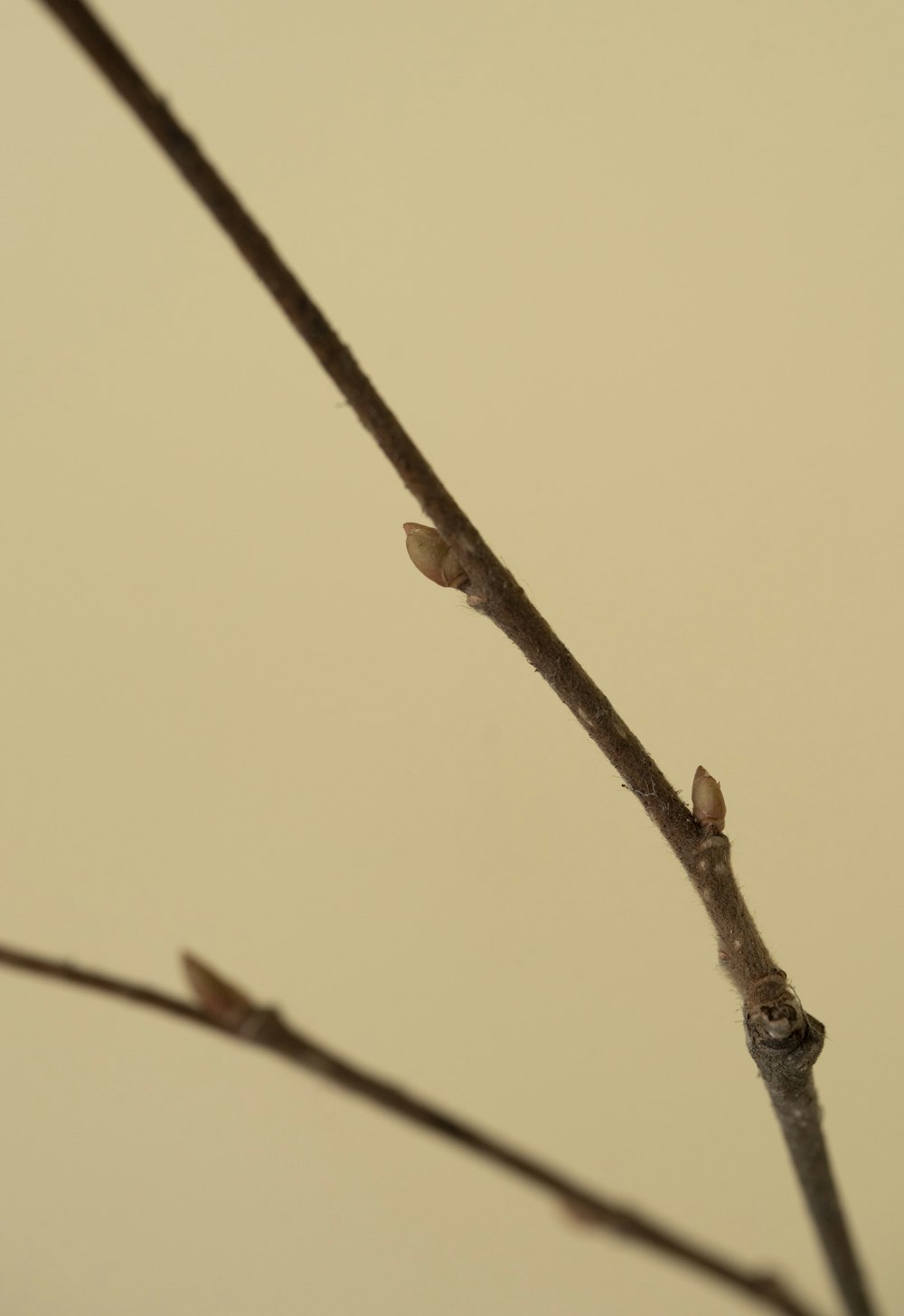 a close up of a tree branch with no leaves