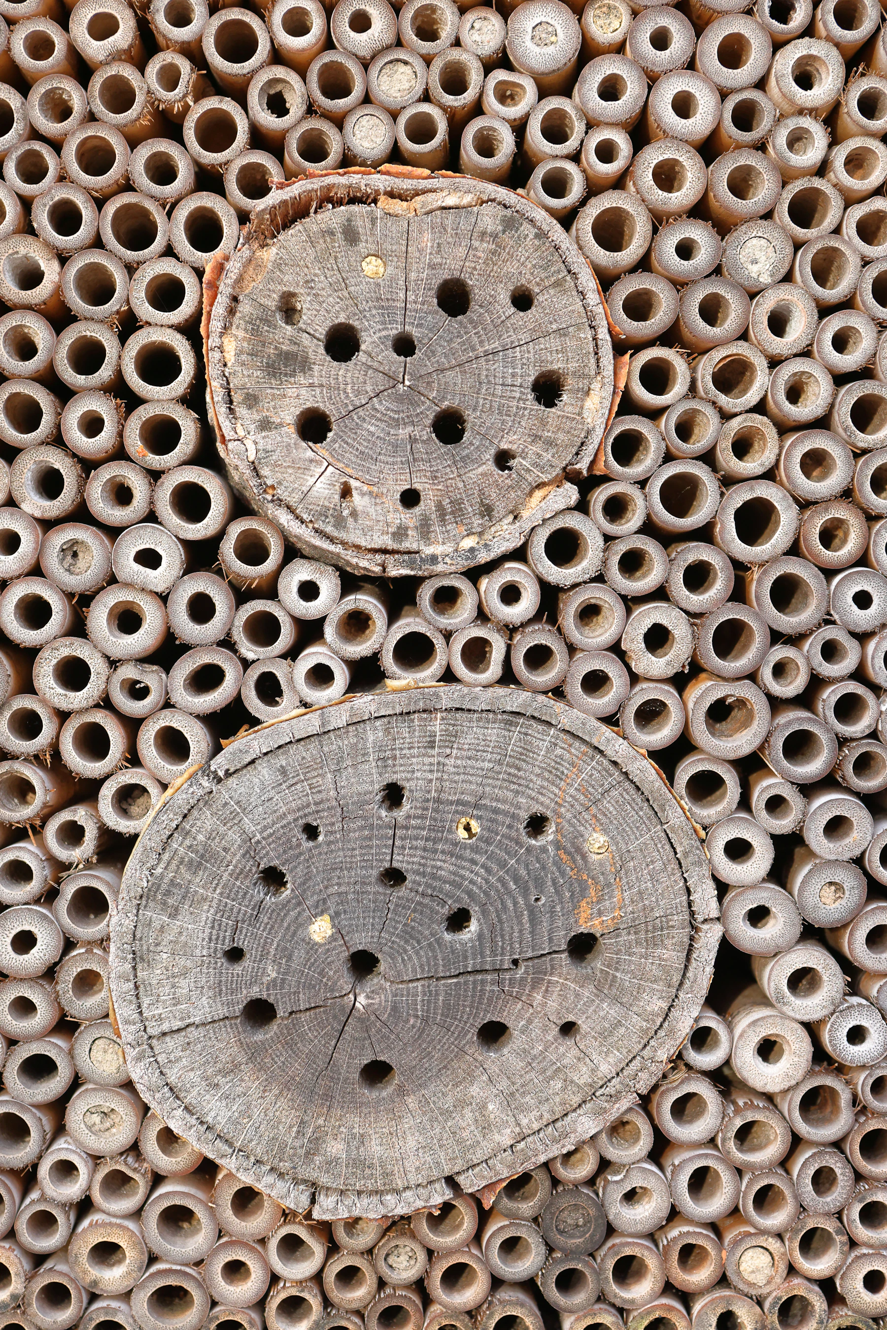 Close-up of the front of a bee house: dozens of hollow tube ends around two drilled log rounds, several holes plugged with pale mud caps