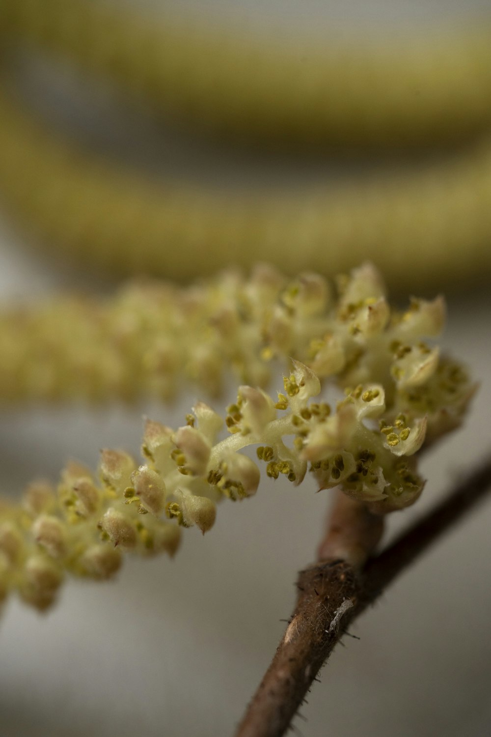 a close up of a flower on a tree branch