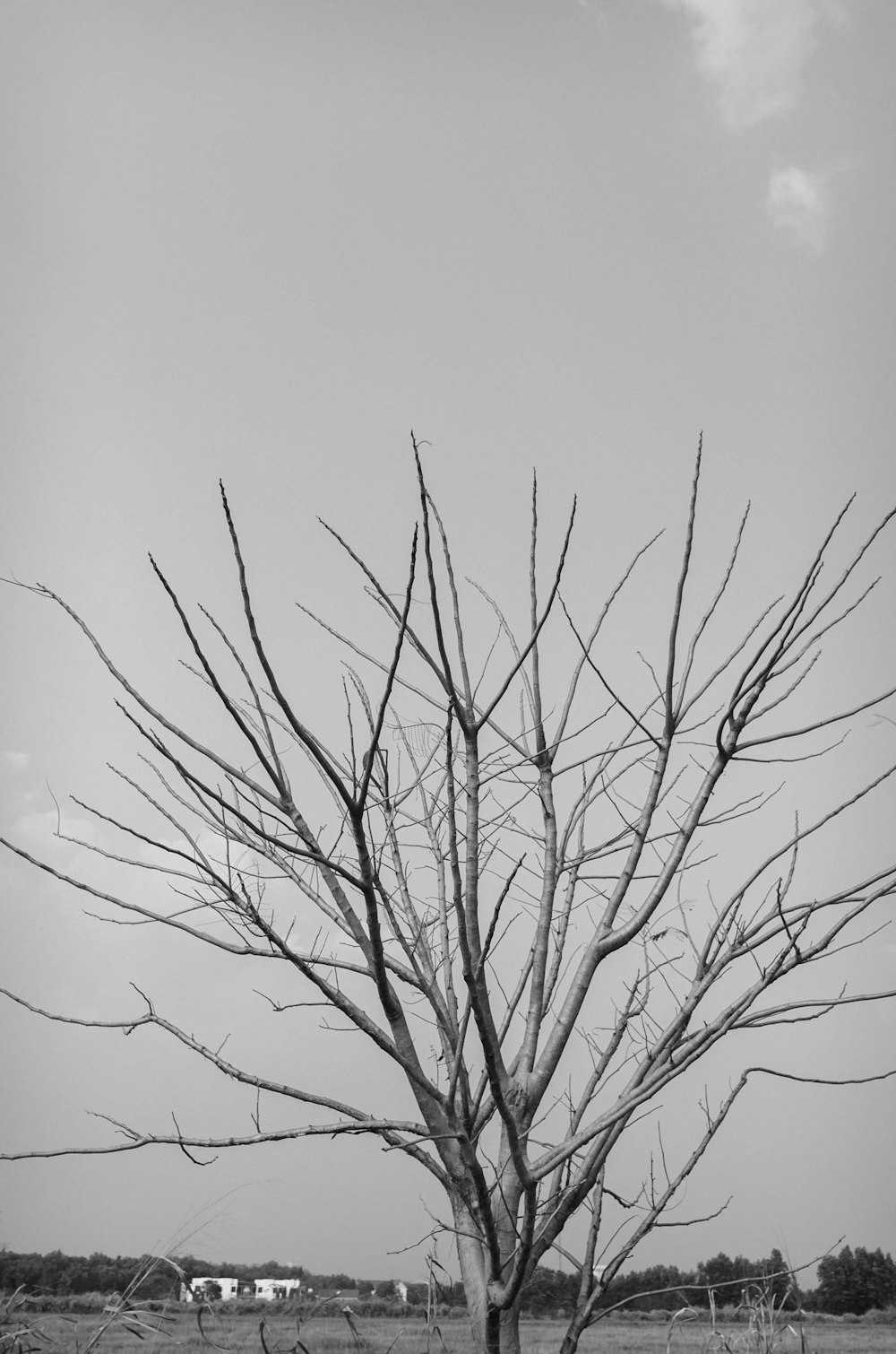 Una foto en blanco y negro de un árbol desnudo
