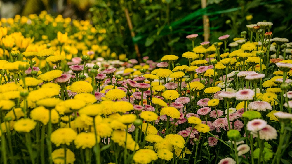 a field full of yellow and pink flowers