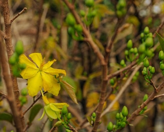 a close up of a yellow flower on a tree