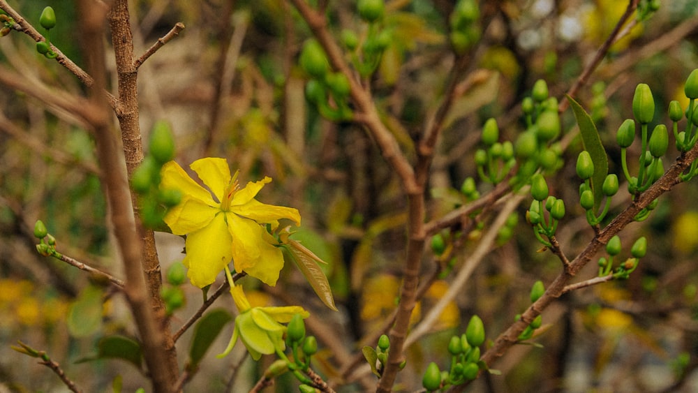 a close up of a yellow flower on a tree