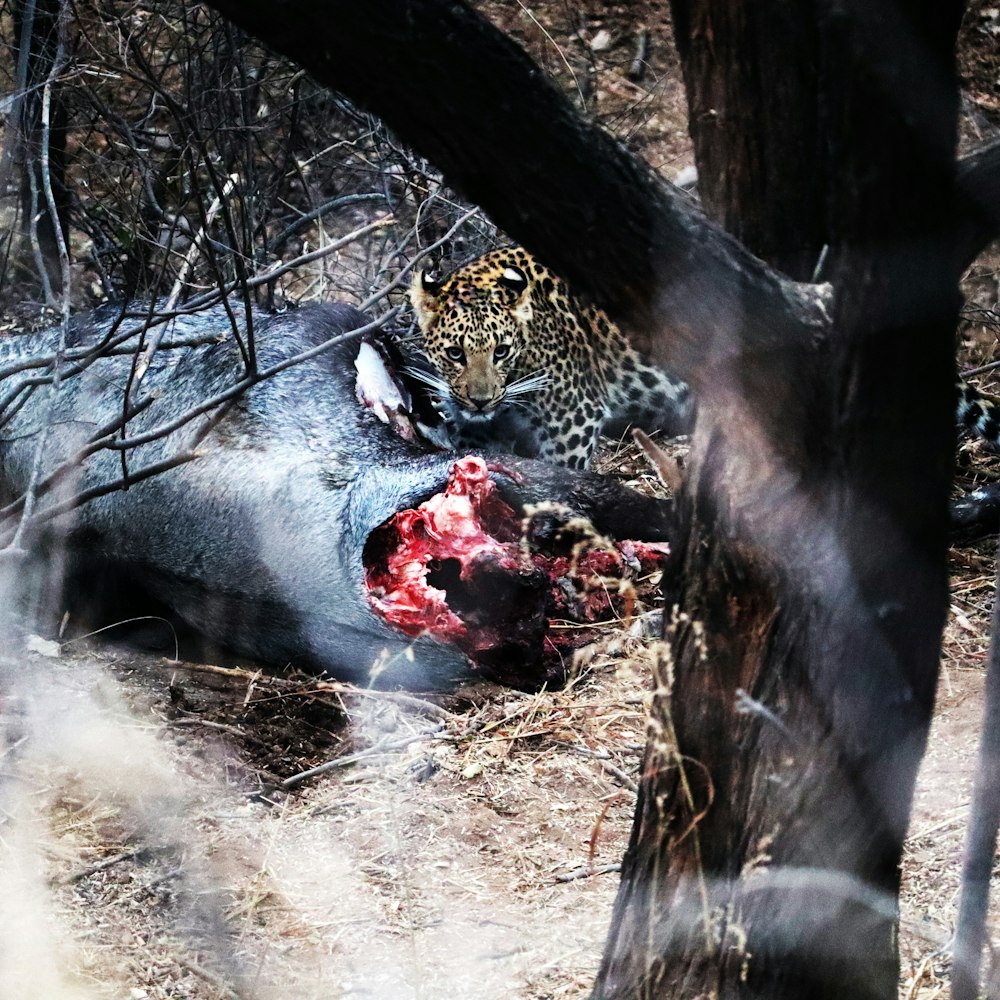 a leopard that is laying down in the grass