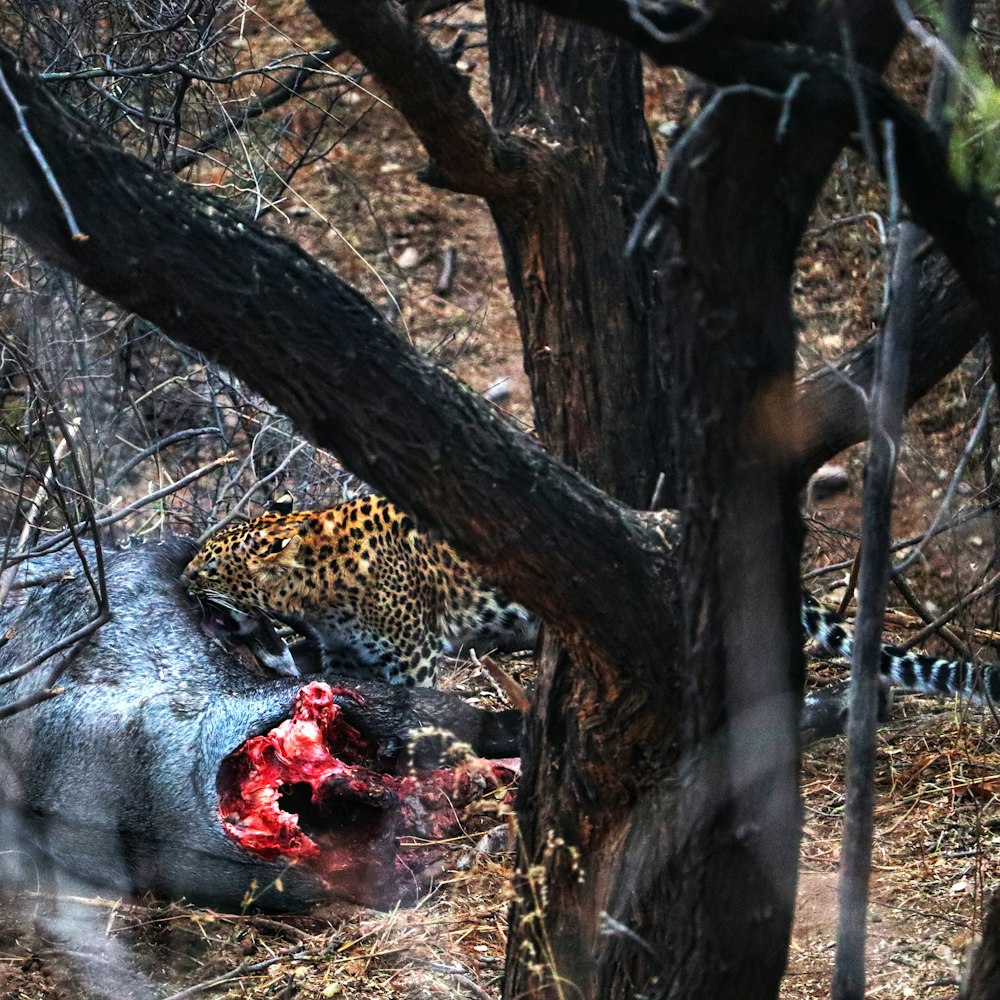 a leopard that is eating a carcass in the woods