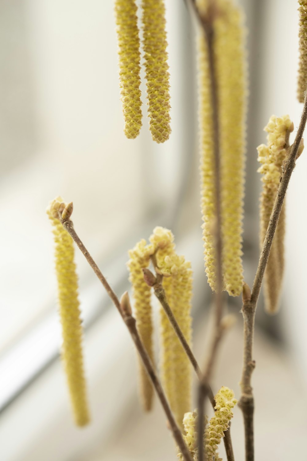 a close up of a plant near a window