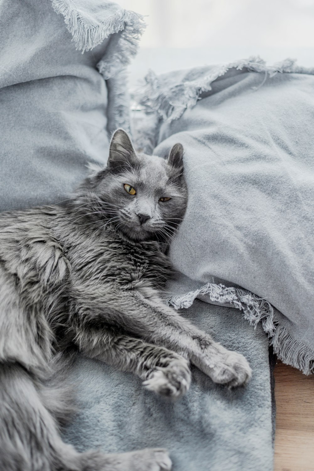 Eine graue Katze liegt auf einer blauen Decke