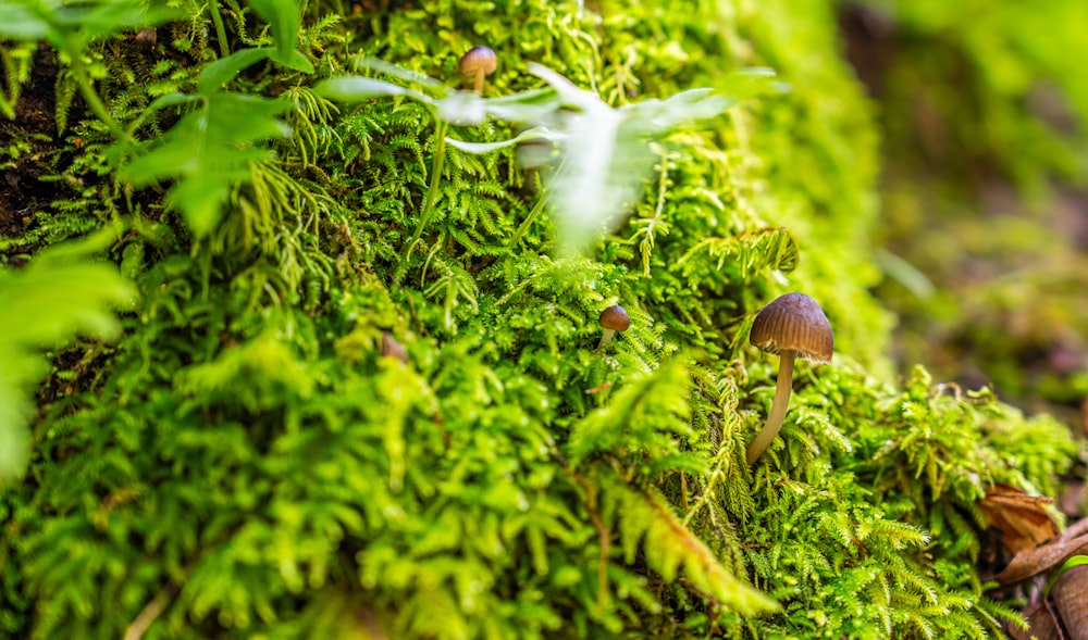 gros plan d’une surface moussue avec des champignons