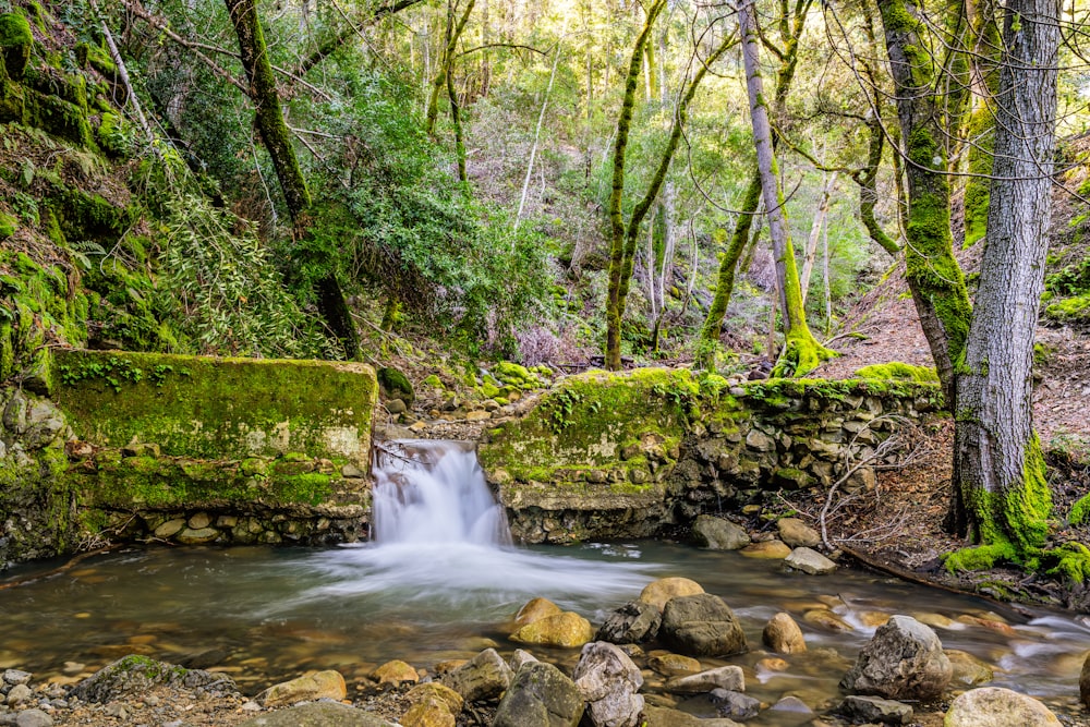 un ruscello che scorre attraverso una foresta verde e lussureggiante