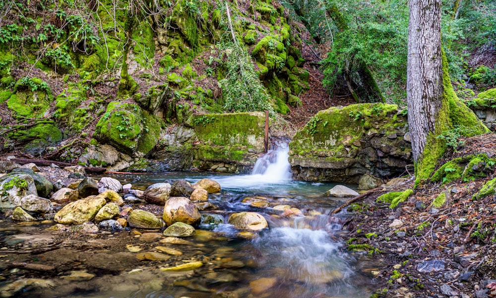 a stream running through a lush green forest