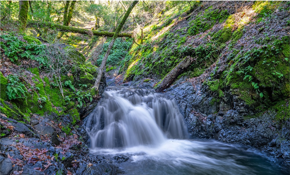 Une petite cascade au milieu d’une forêt