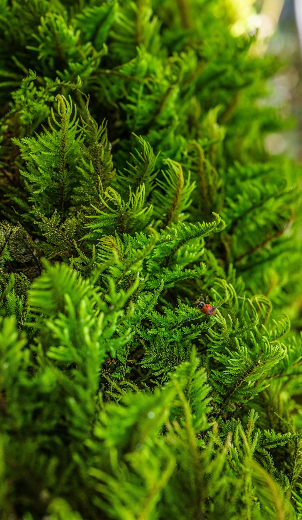 a close up of a green tree with a red bug on it