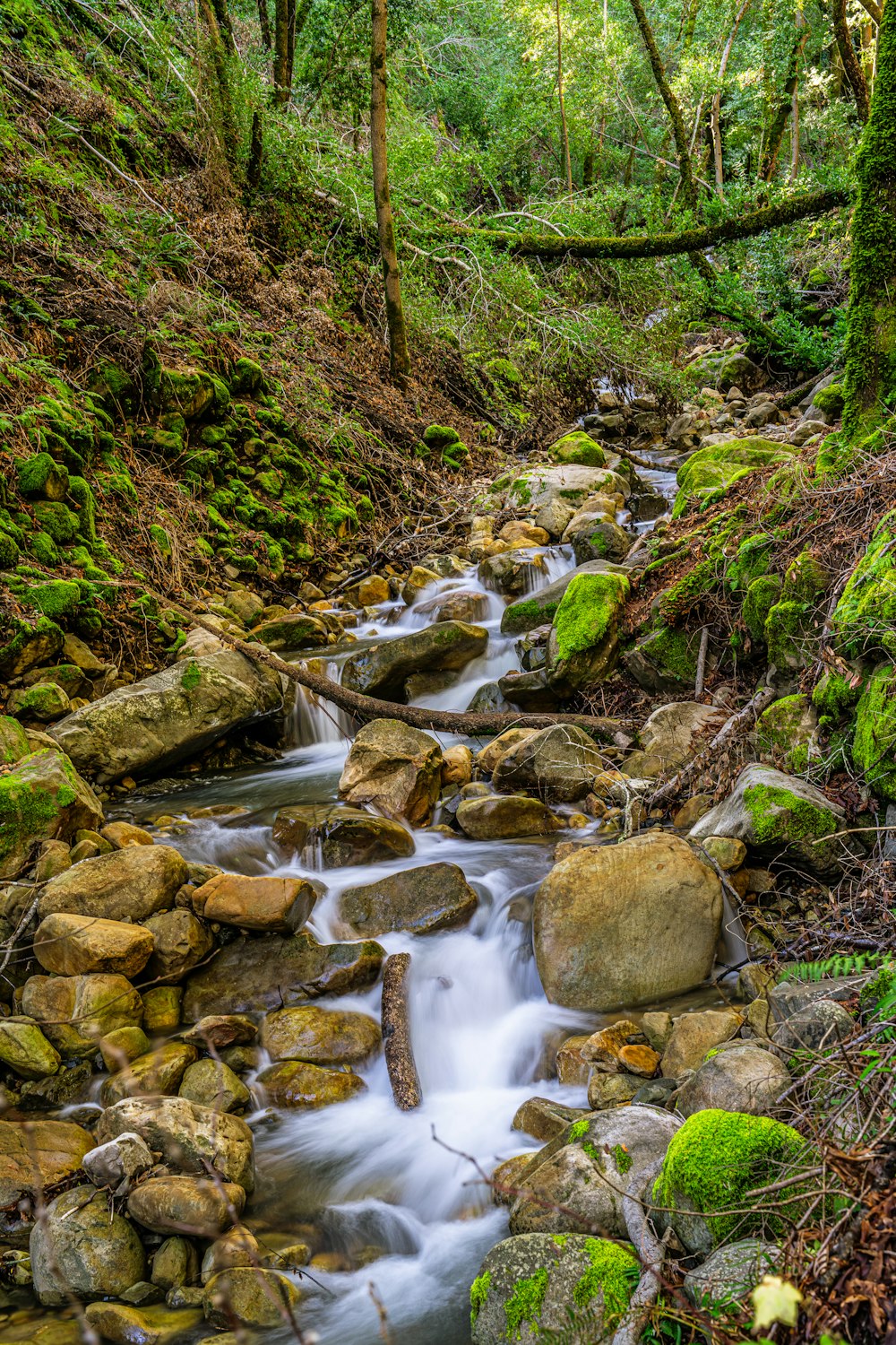 a stream running through a lush green forest