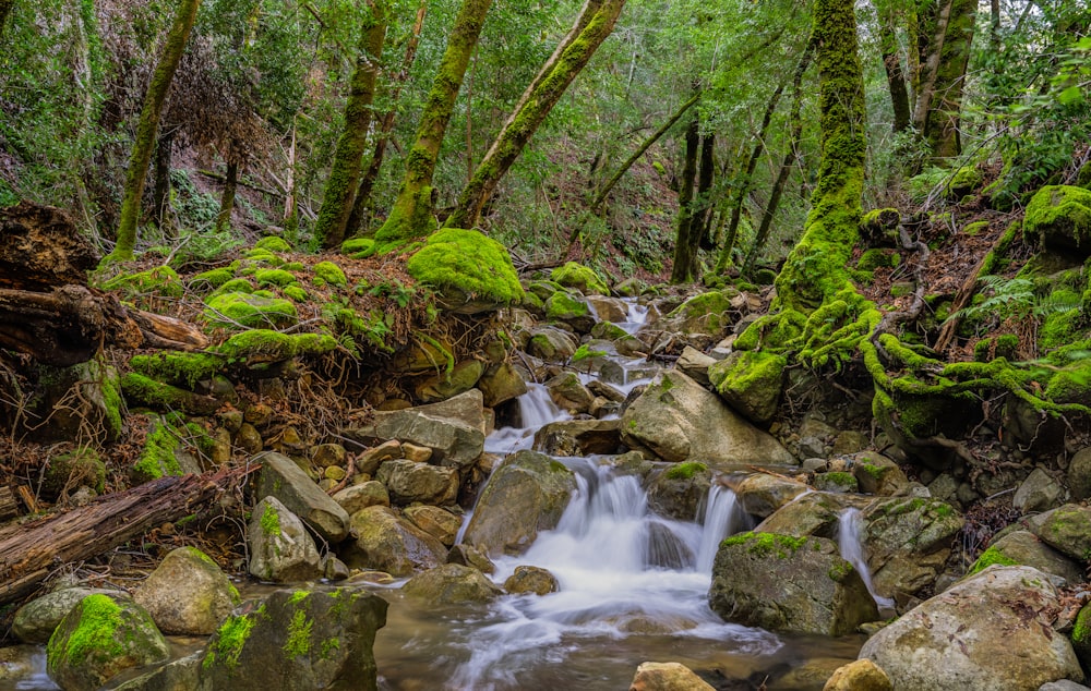 um riacho que atravessa uma exuberante floresta verde