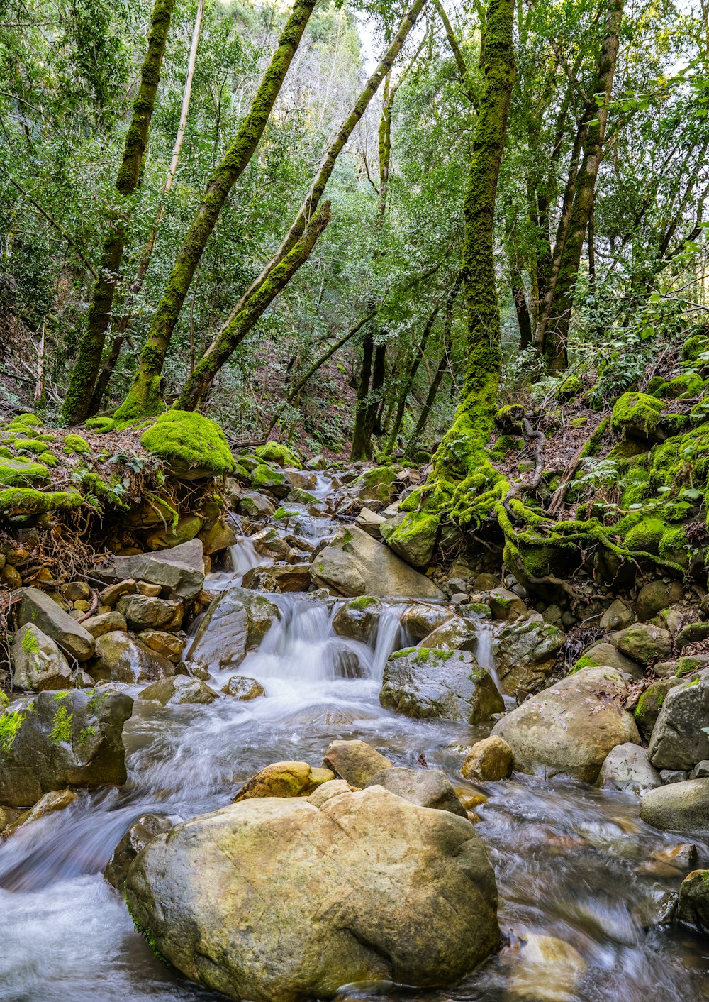 un ruisseau qui coule à travers une forêt verdoyante