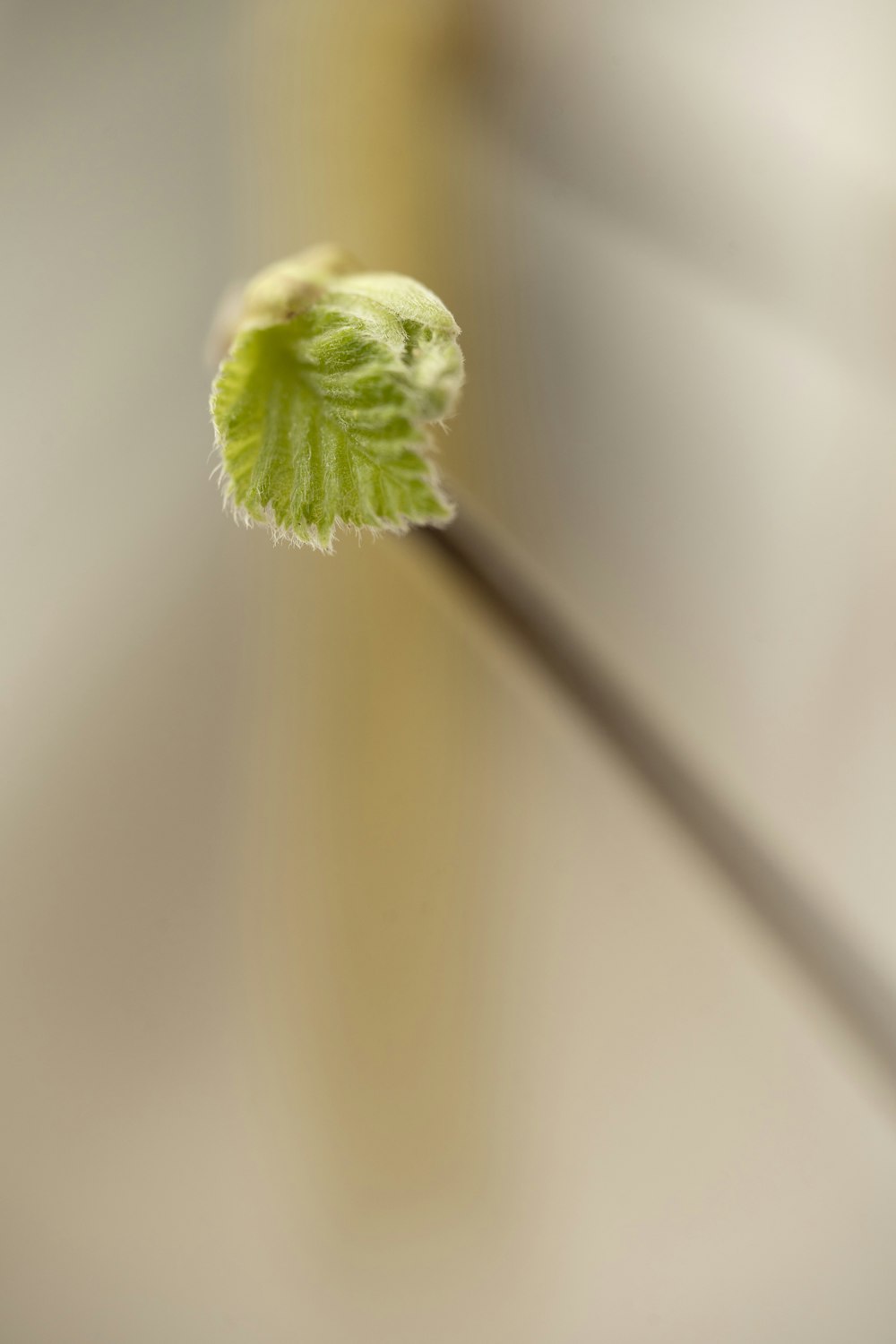 a close up of a green leaf on a stem