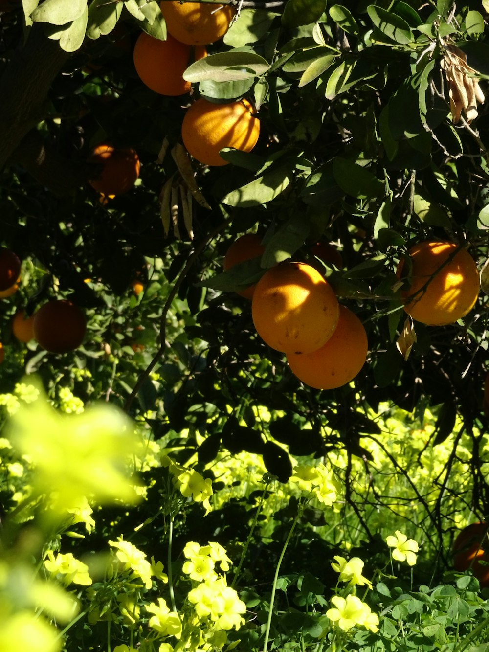 a tree filled with lots of ripe oranges