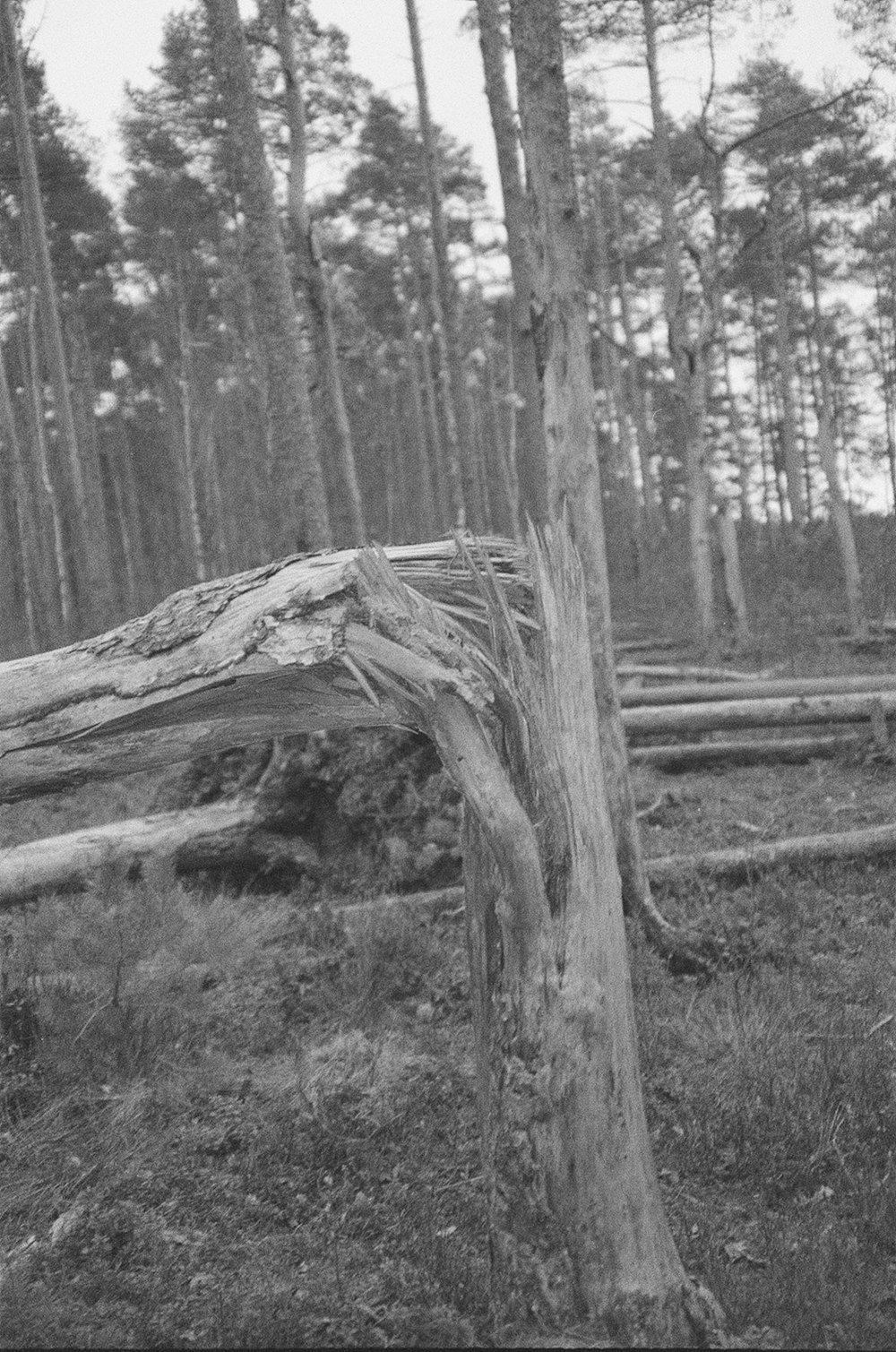 a fallen tree in the middle of a forest